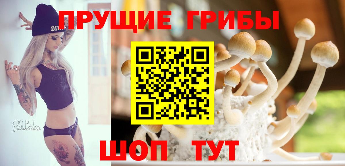 Псилоцибиновые грибы GOLDEN TEACHER Балтийск